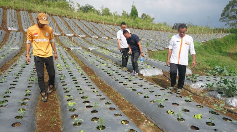 pengukuran kandang ternak domba wakaf produktif
