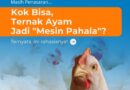 Wujudkan Beasiswa Santri Hafidz Quran Lewat Inovasi Wakaf Produktif Kandang Ayam