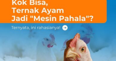 Wujudkan Beasiswa Santri Hafidz Quran Lewat Inovasi Wakaf Produktif Kandang Ayam Wujudkan Beasiswa Santri Hafidz Quran Lewat Inovasi Wakaf Produktif Kandang Ayam
